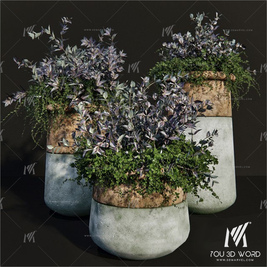 Persian_shield_plant